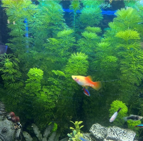 Limnophila sessiliflora - x,