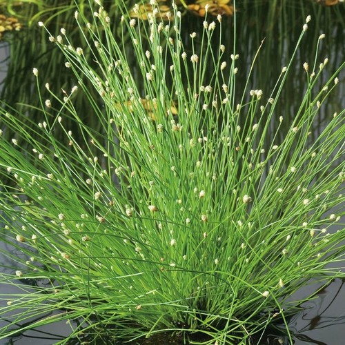 Coarse hair grass - coarse,