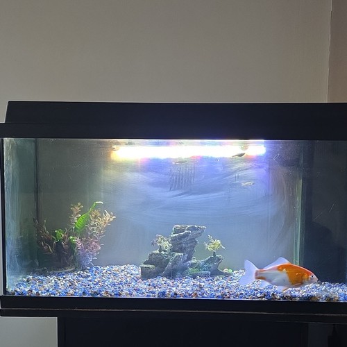 Juwel glass fresh fish - juwel,