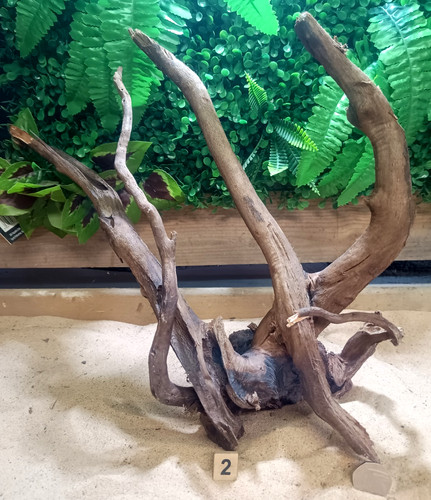 Dark moor root wood individual - moor,