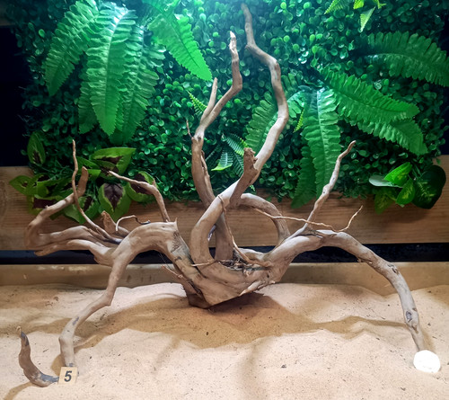 Dark moor root - moor, wood
