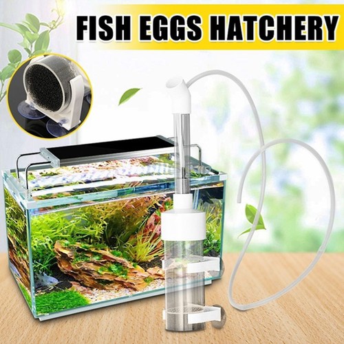 Aquarium durable fish - durable,