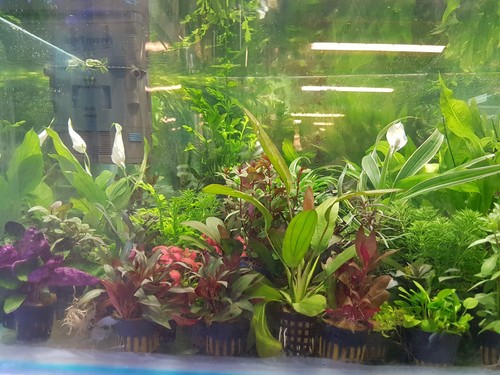 Tropical plants pots for - pots,