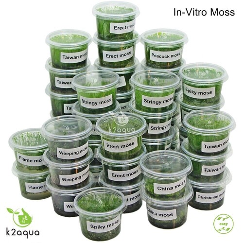 Vitro moss live - in, aquarium